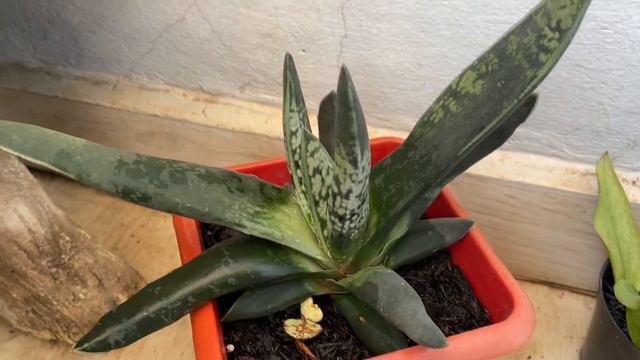 Quais são as SUCULENTAS que podemos ter DENTRO DE CASA?/Grazi Bittencourt смотреть онлайн