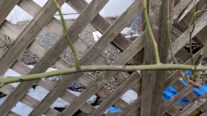 Весенняя обрезка плетистой розы группы рамблер. Горизонтальный вид крепления.