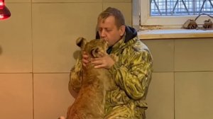 Шерхан, ПРЯЧЬСЯ у папы от Аси ДОМОХОЗЯЙКИ! Львята привыкают жить вместе. Тайган.