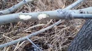 Заряжаю путик капканами. Постановка капканов КП-140