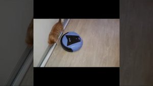 Нафаня и робот-пылесос/моя милота)kittens / robot vacuum cleaner
