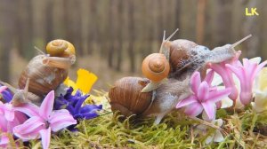 Милые и Забавные Детеныши Животных! Мамы с Малышами - Как говорят животные - Звуки животных