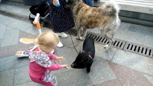 Дети и хрюшка.