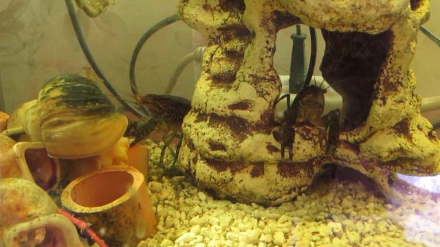 Забавные мраморные раки смотреть онлайн