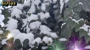 21 января Емелин день: что категорически нельзя делать