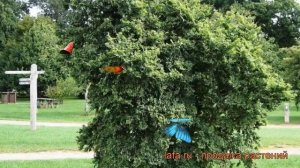 Вяз малый (úlmus mínor) ? малый вяз обзор: как сажать, саженцы вяза