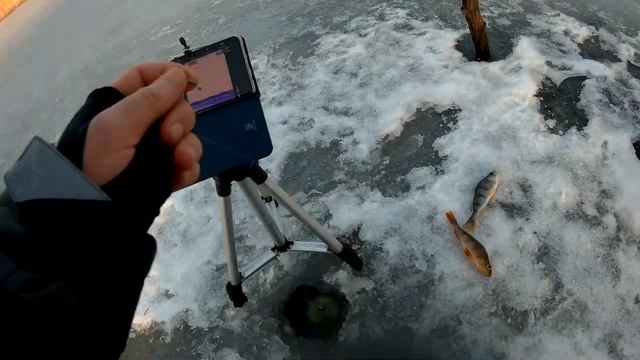 Зимняя рыбалка с эхолотом Deeper Chirp+. Анализ возможностей эхолота