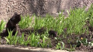 nnnnvad тест Canon Legria HF S20, котята