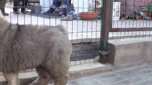 Щенок кавказской овчарки www.r-risk.ru +79262205603 Татьяна Ягодкина