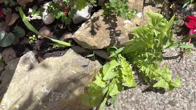 Uk Tropical Garden - Early August Update Tour смотреть онлайн