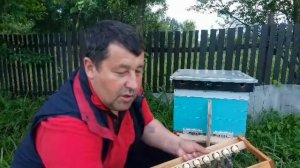 Подсадка неплодной матки на 100%