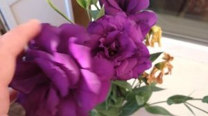 18.09.2022 эустомы, продвигаемся к сбору семян.