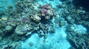 Ныряем в уникальном месте - Cад Угрей | Дахаб | Eel Garden | Dahab