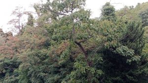 Вид из окна номера на лес/горы