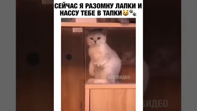 Разомну лапки и НАССУ ТЕБЕ В ТАПКИ