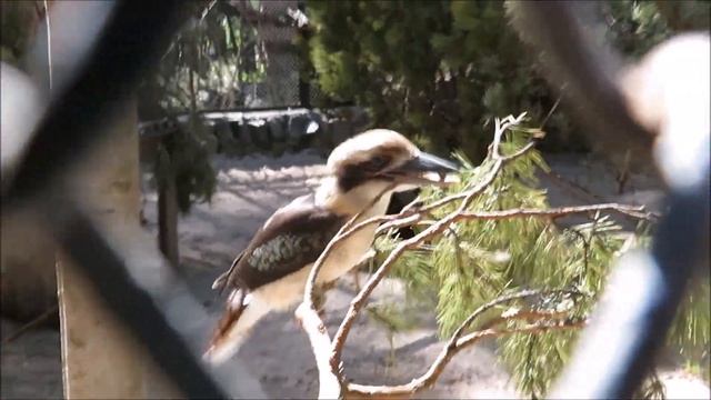 Кукабарры поют когда нет рядом посетителей 16.05.2022 смотреть онлайн