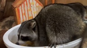 Еноты купаются