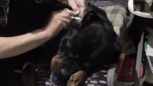 Чистка ушей у ротвейлера