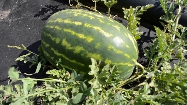Выращивание арбузов в Средней Полосе.