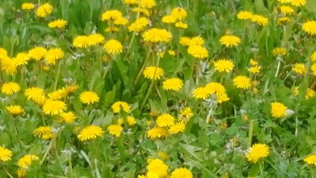 Ковёр одуванчиков смотреть онлайн