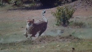 Sony VPL-VW60 projector, wildlife scenic imaging....demo, taken by Canon G7X