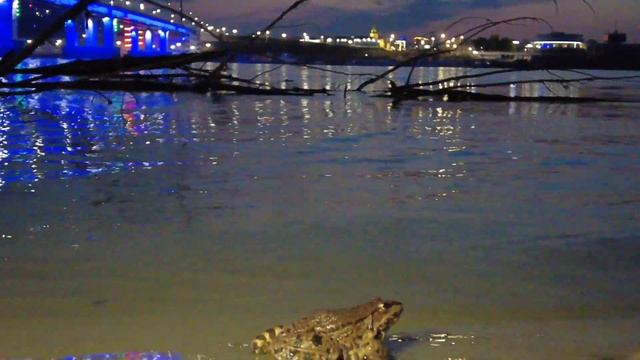 Огромная лягушка смотреть онлайн