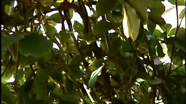 Лианы в зимнем саду. смотреть онлайн