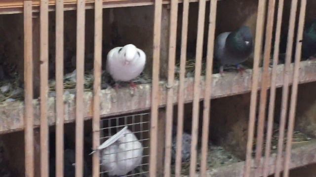 #Pigeons.Чем пропоить голубей в влажную погоду.