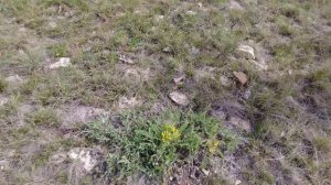 Слияние рек Салмыш и Сакмара.