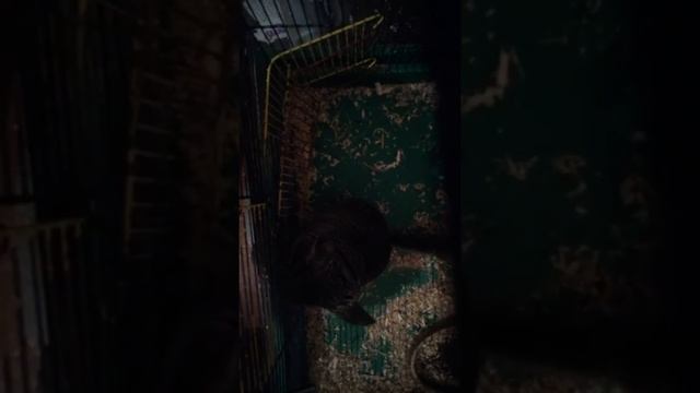 Мы маленькие дети,нам хочется гулять смотреть онлайн