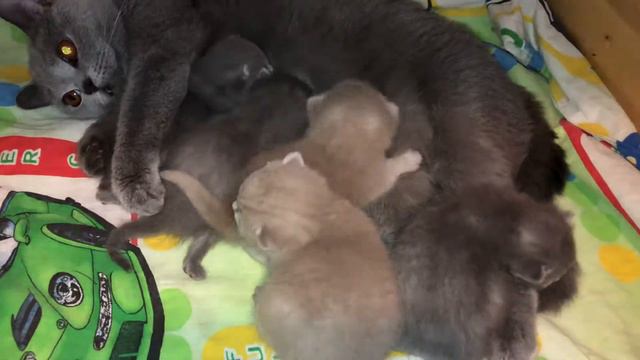 Новорожденные британские котята