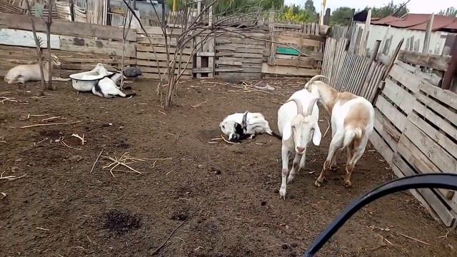 Бодучие козы смотреть онлайн