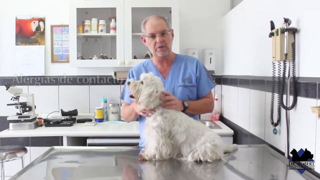 Alergias en perros смотреть онлайн