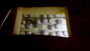 Инкубатор своими руками. Как сделать инкубатор