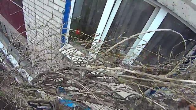 Зависший тополь