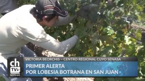 VICTORIA BEORCHIS -  PRIMER ALERTA POR LOBESIA BOTRANA EN SAN JUAN