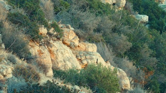 Азиатские кеклики недалеко от Лимасола, Кипр #BirdWatching смотреть онлайн