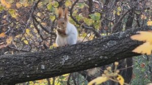 Белочка ужинает.))   Алматинский Ботанический сад.  20110 2023