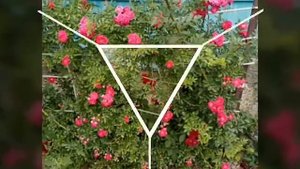 Карусель роз.🌹