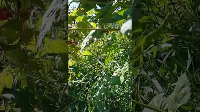 УХОД ЗА ОГУРЦАМИ ПОСЛЕ ПОСАДКИ! ОГОРОД ДЛЯ ДУШИ!!!