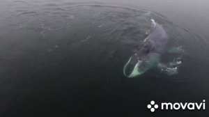 Ознакомление с окружающим миром "Удивительные морские обитатели"