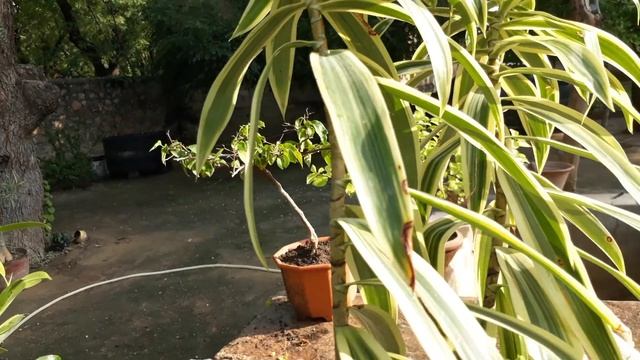 song of India plant (Dracaena reflexa) II care and tips II how to grow indoor plant part-1 смотреть онлайн