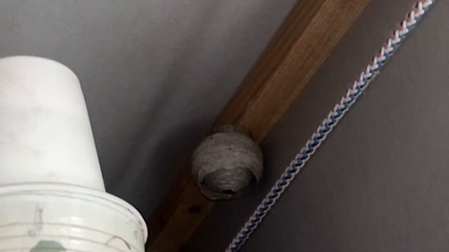 Оса на балконе (05.09.2019) смотреть онлайн