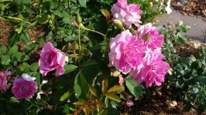 РОЗЫ французские КАРМАГНОЛЕ Лаванд Парфюм