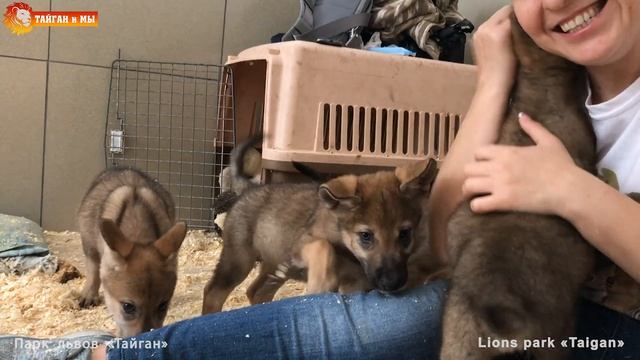 Акелла смелеет - стая растет. Милейшие волки. Тайган Akella is becoming bolder. Lovely wolves.Taiga