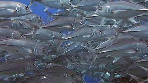 Подводное удовольствие под расслабляющую музыку