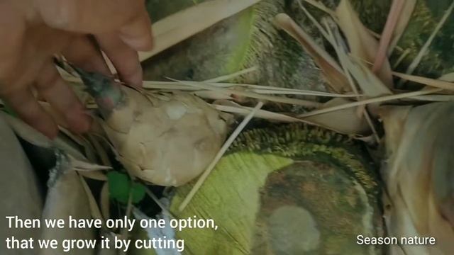 How to grow Bamboo plants from cutting | बांस को कटिंग से लगाना | 100% Success Results смотреть онлайн