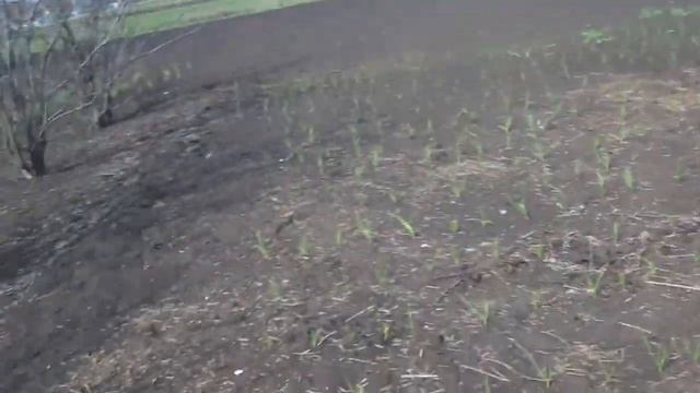 Как чеснок горит от избытка азота.