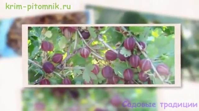 Где купить саженцы смородины с доставкой
