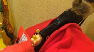 Анатомия лошади. Глубокий и поверхностный сгибатель пальца.